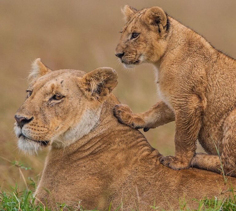 3-Day Tanzania Northern Circuit Safari