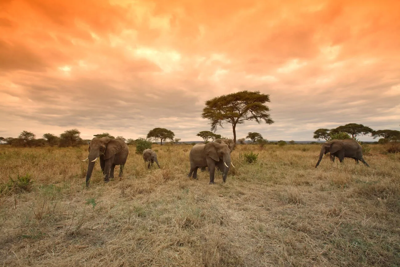 Tanzania Safari