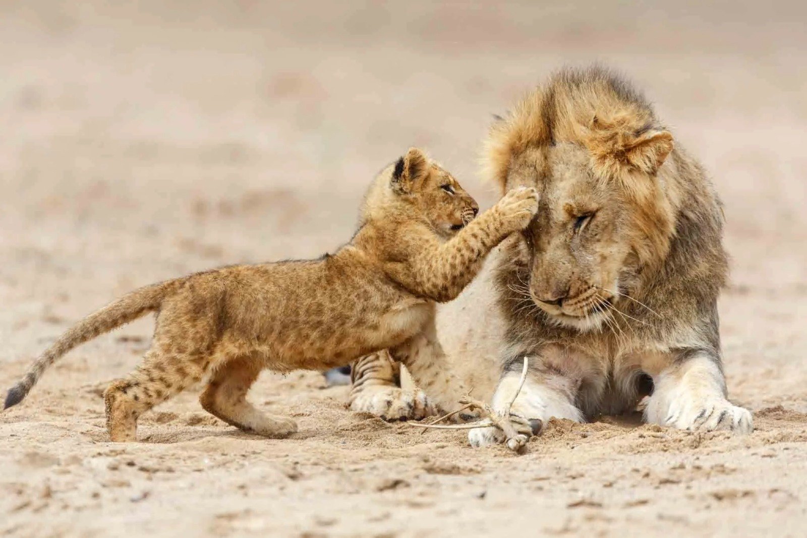 5-day Tanzania safari itinerary: the classic northern circuit from Moshi