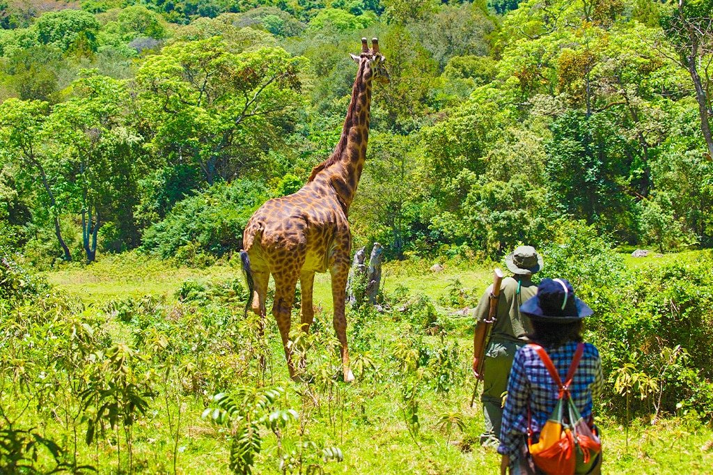Arusha National Park day trip: game drives, canoeing and Mount Meru views