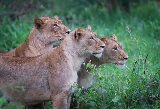 First Tanzania safari: 12 things every first-time visitor needs to know