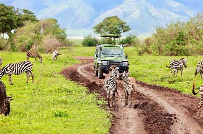 Kilimanjaro climb and Tanzania safari combo: how to plan the perfect trip
