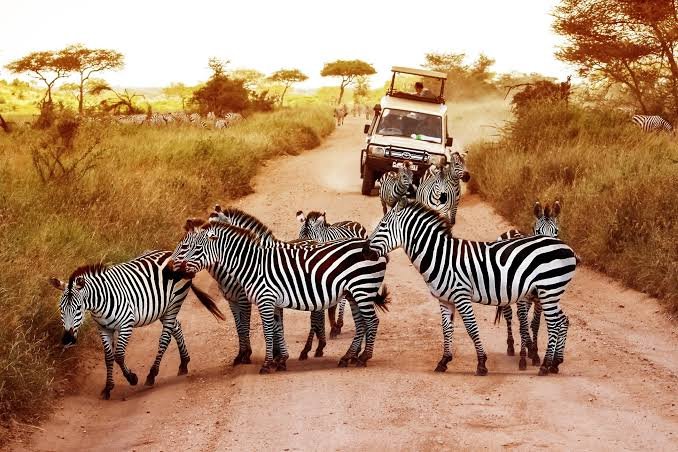 Tanzania safari cost: what does a Tanzania safari actually cost?