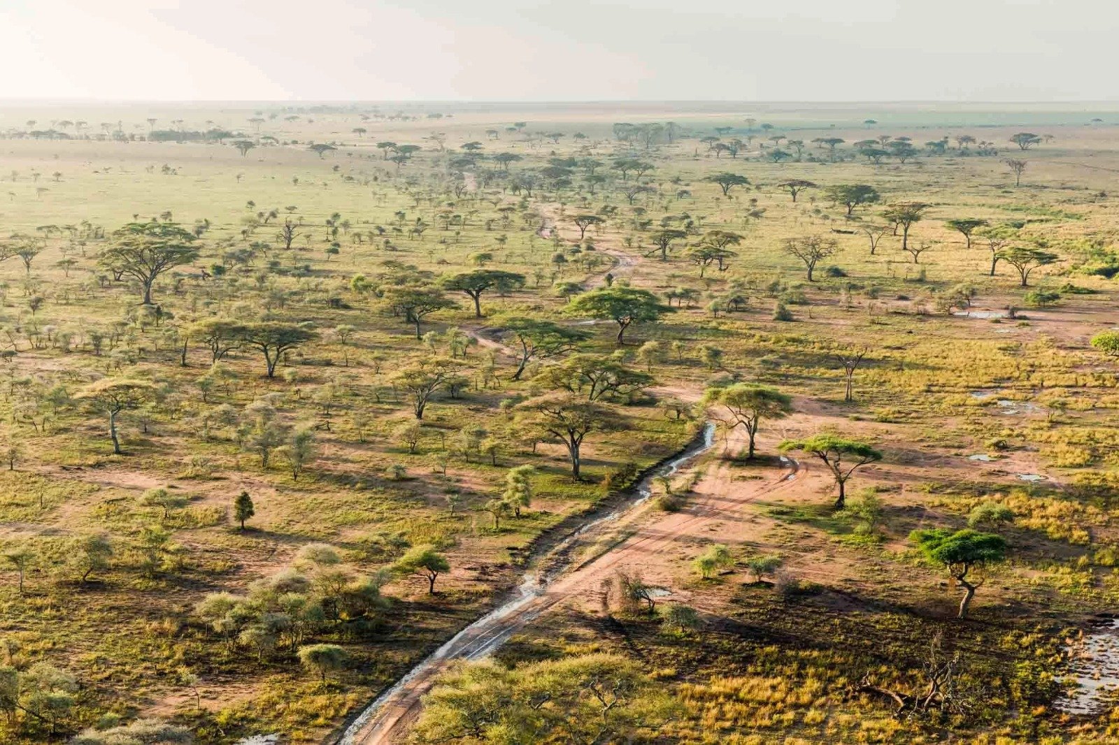 Tanzania vs Kenya safari: which country should you choose?