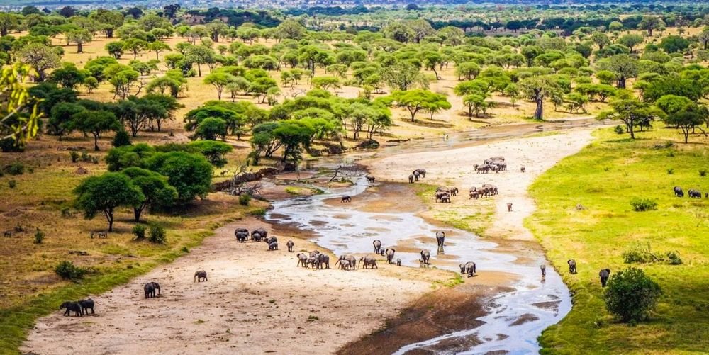 Tarangire National Park: why it deserves a spot on your Tanzania safari