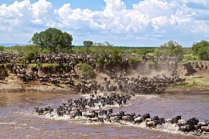The Great Wildebeest Migration: when, where and how to see it in Tanzania