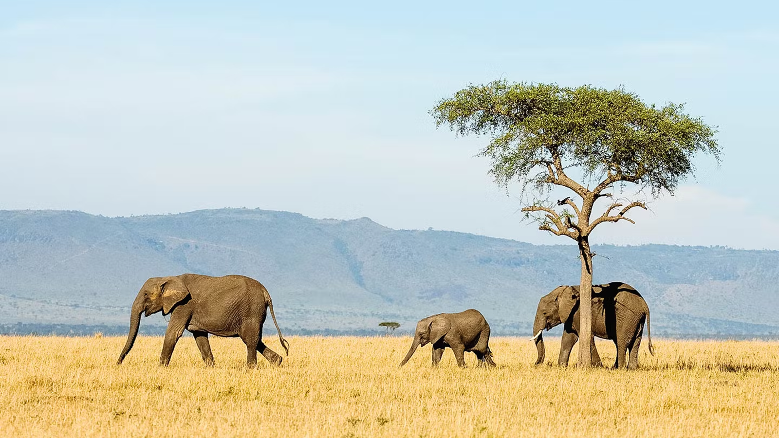 Why book a local Tanzania tour operator? 7 reasons to go direct